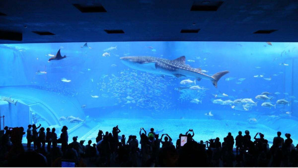 南寧長(zhǎng)江源揭秘水上樂園和水族館的建筑材料